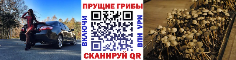 купить наркотики цена Михайловск Псилоцибиновые грибы мухоморы